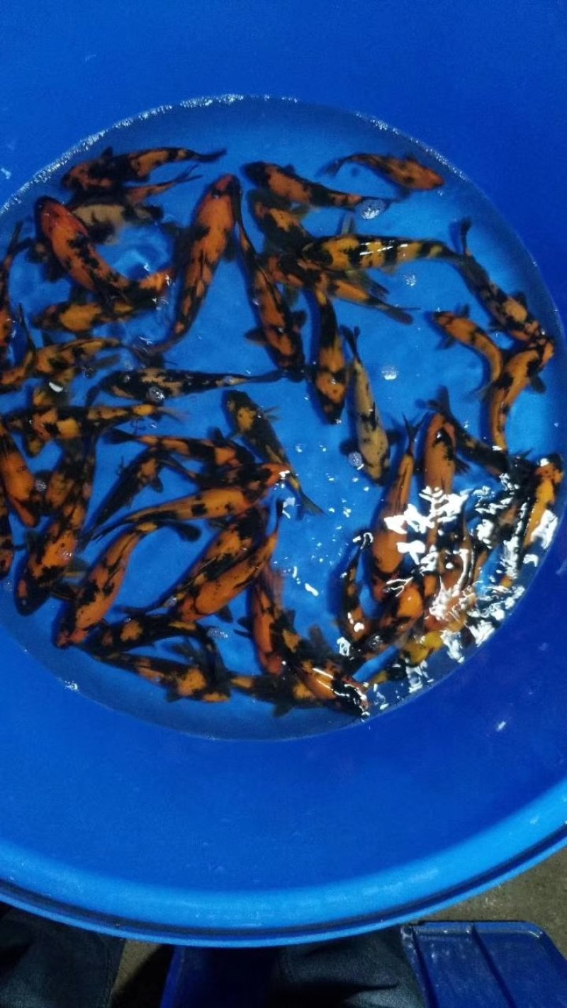 锦鲤