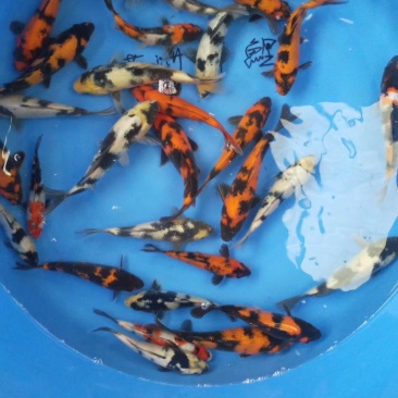 锦鲤