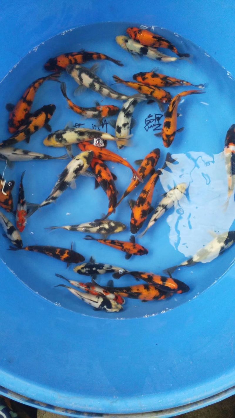 锦鲤