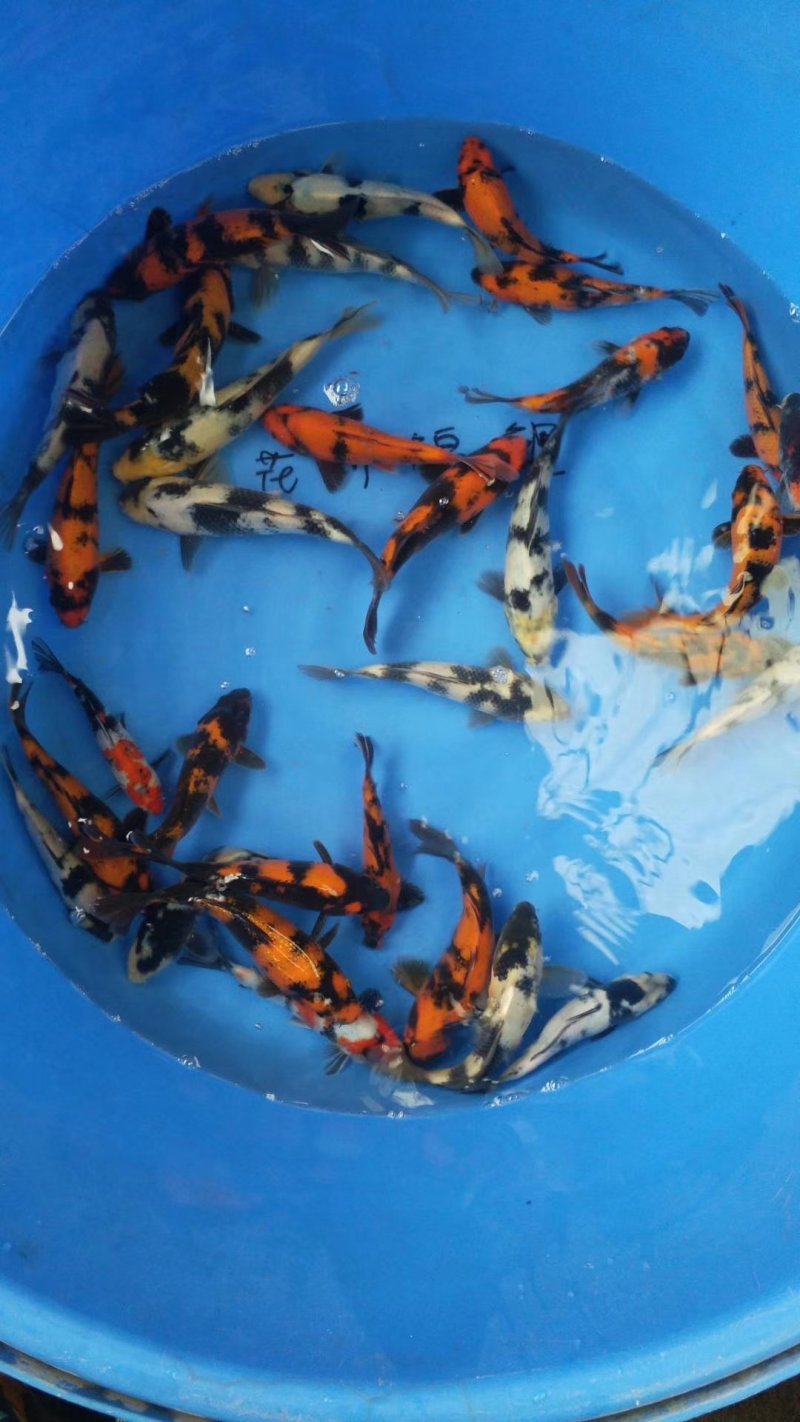 锦鲤