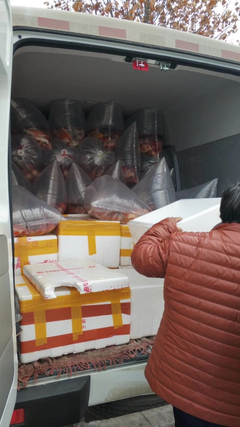 锦鲤