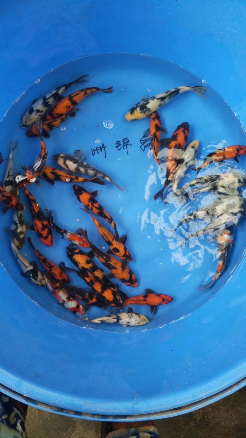锦鲤
