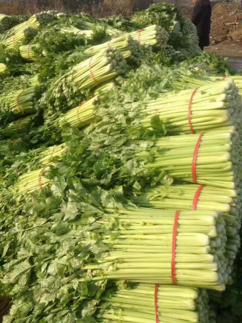 安徽芹菜大量上市了品种多西芹玻璃脆香芹可供选择产地可发货