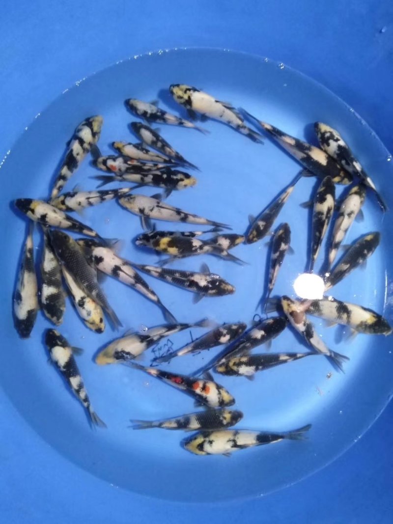 出售昭和白写绯写。大量的。精品的，商品级别的都有。量大优