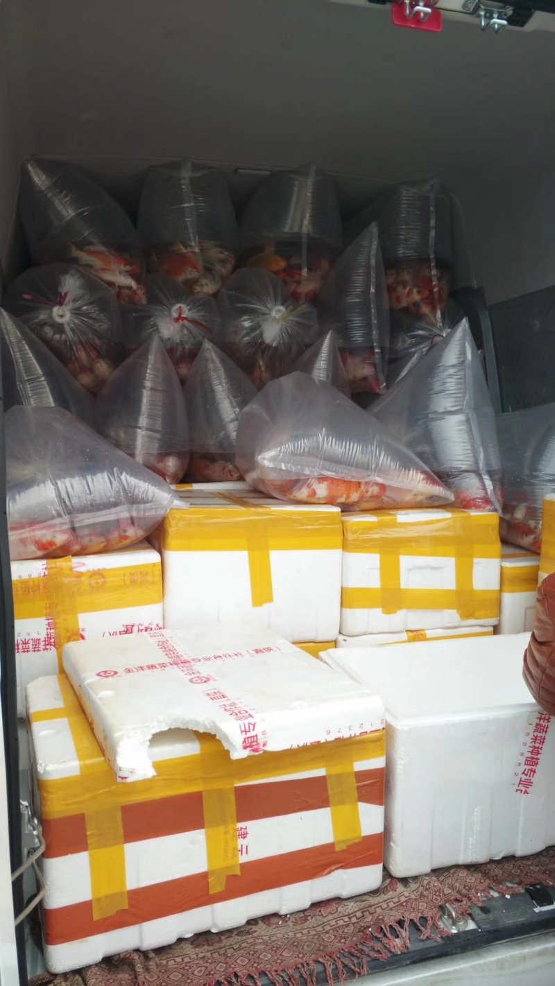 出售昭和白写绯写。大量的。精品的，商品级别的都有。量大优