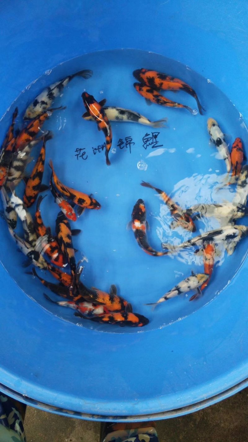 出售昭和白写绯写。大量的。精品的，商品级别的都有。量大优