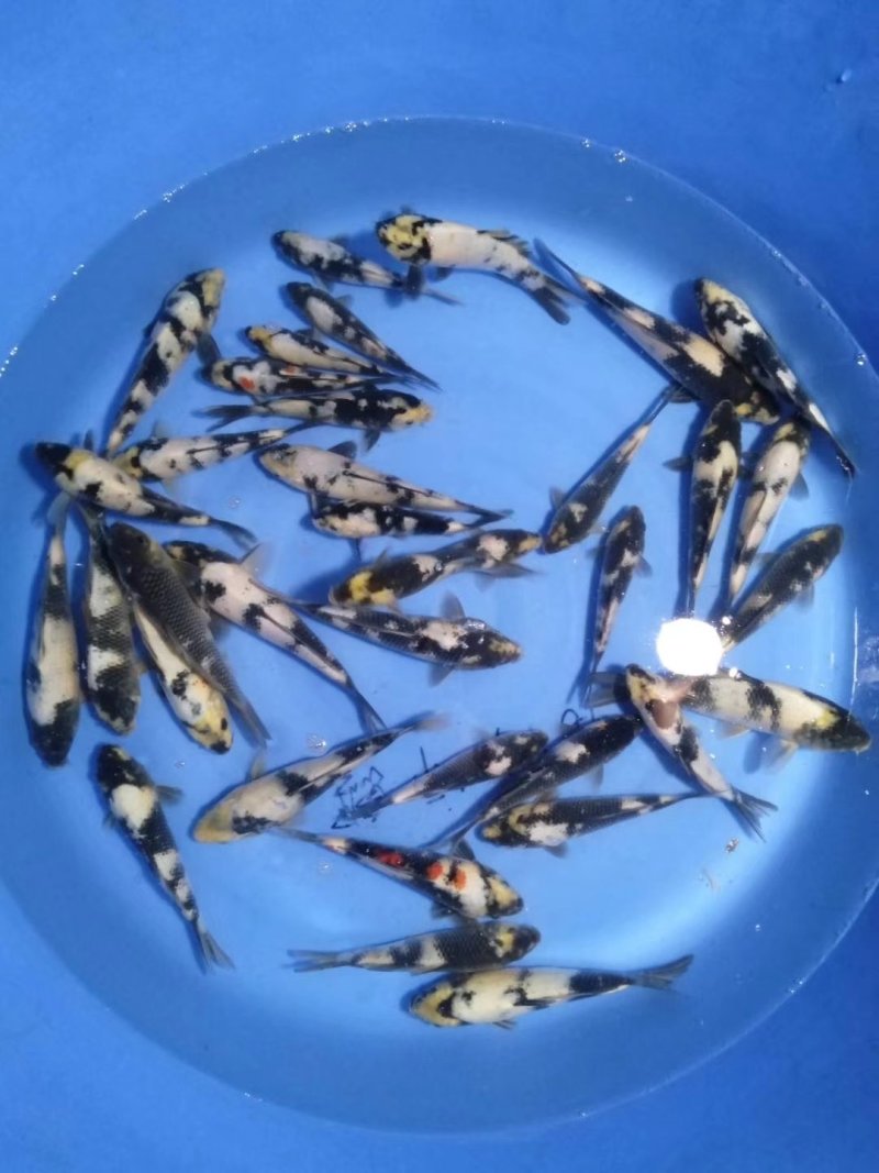 出售昭和白写绯写。大量的。精品的，商品级别的都有。量大优