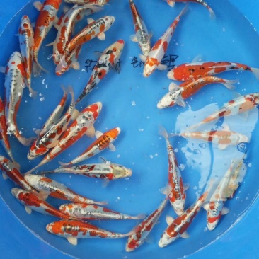 德系皮光鲤。体质好，颜色好。