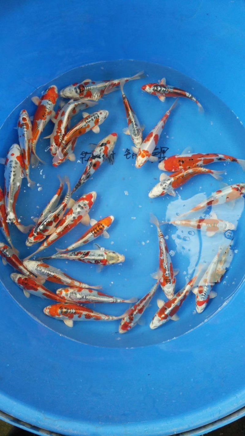 德系皮光鲤。体质好，颜色好。