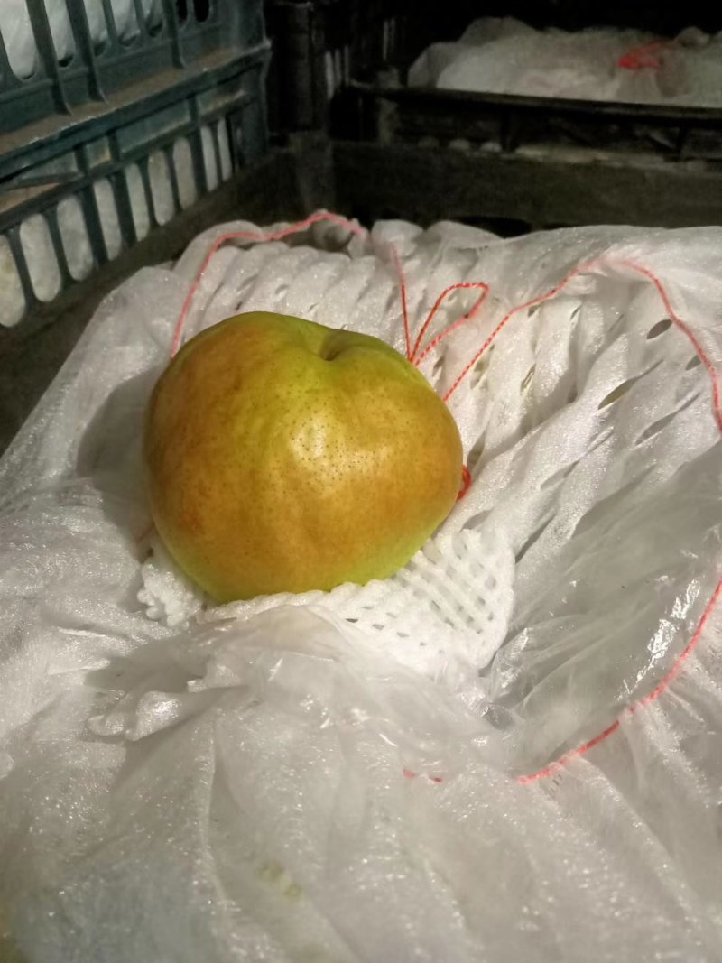 玉露香梨香梨，赵县主产区全年有货，价格合理