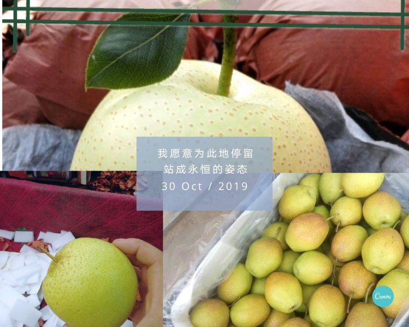 玉露香梨香梨，赵县主产区全年有货，价格合理