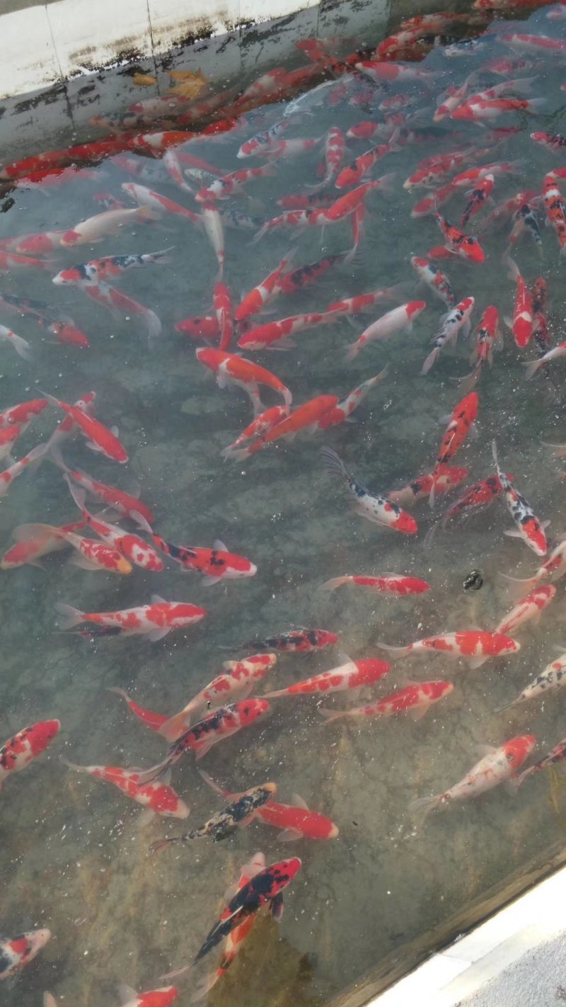 锦鲤
