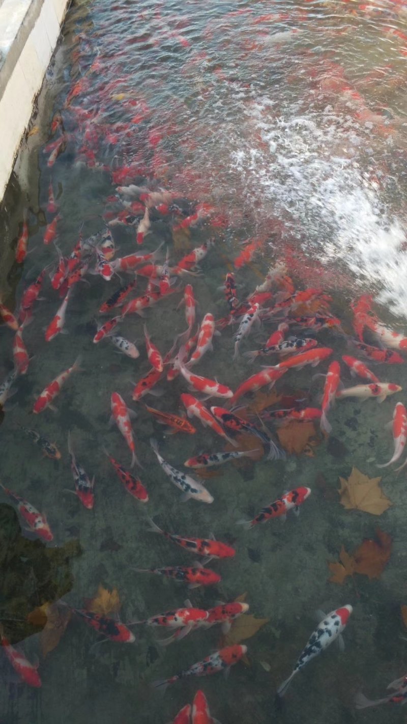 锦鲤