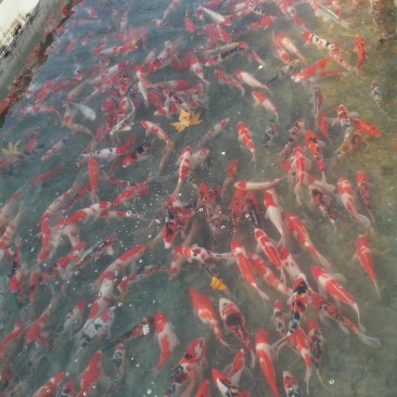 锦鲤