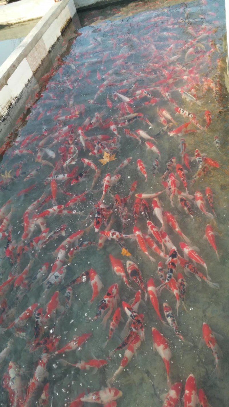 锦鲤