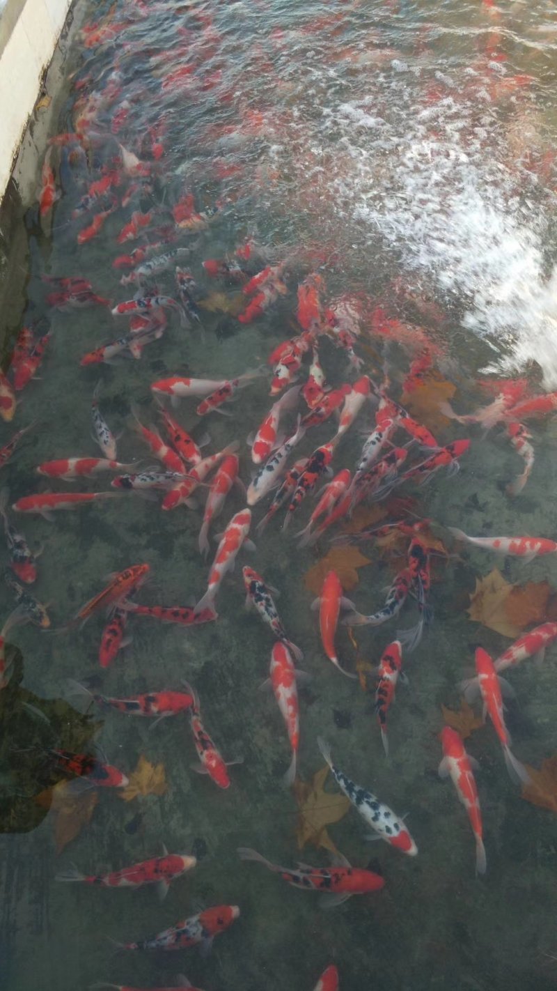 水产