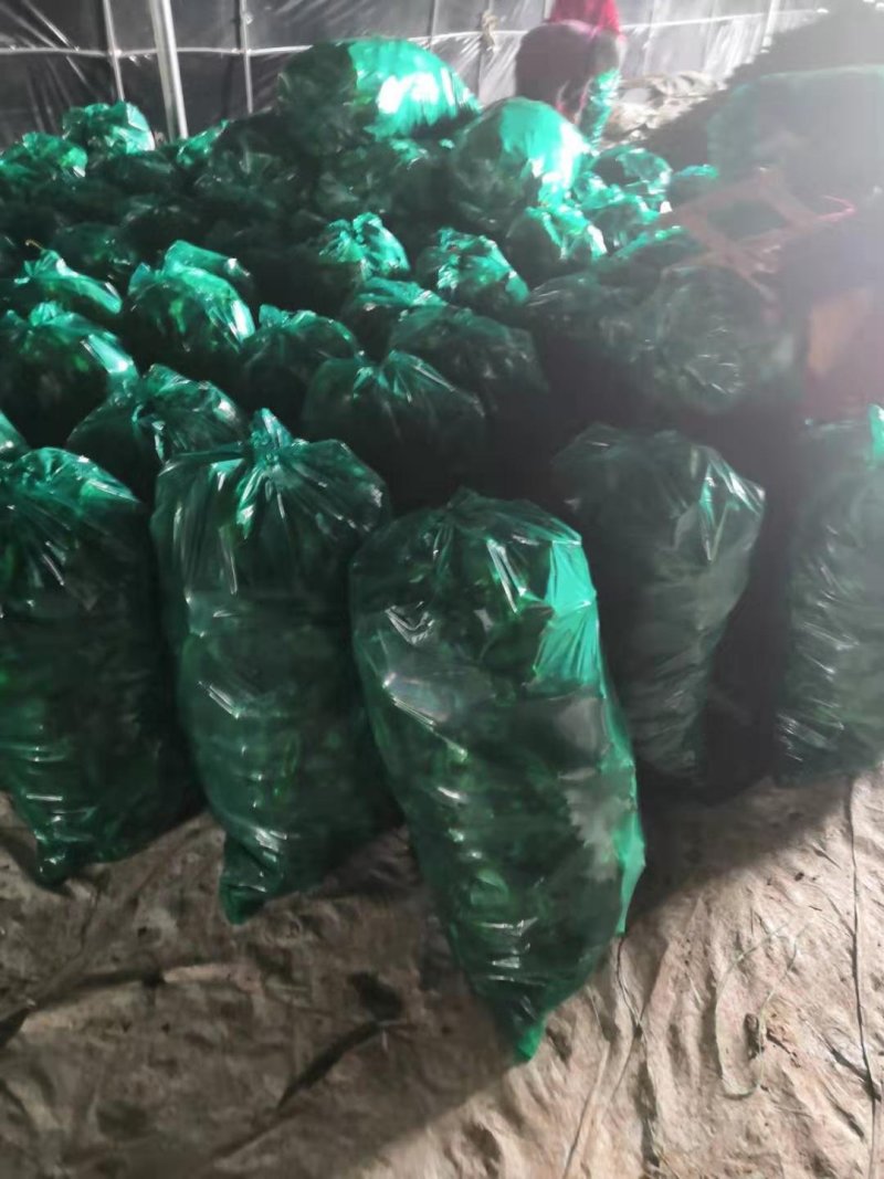万亩精品鲜辣椒301辣椒芜湖椒现摘现采全国超市市场直供