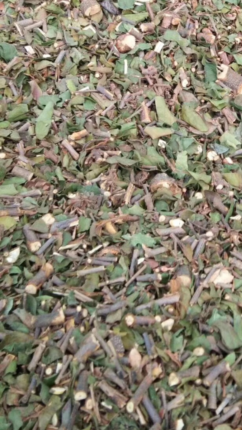 桑寄生【包邮】三斤起发货可批量可零售量大从优