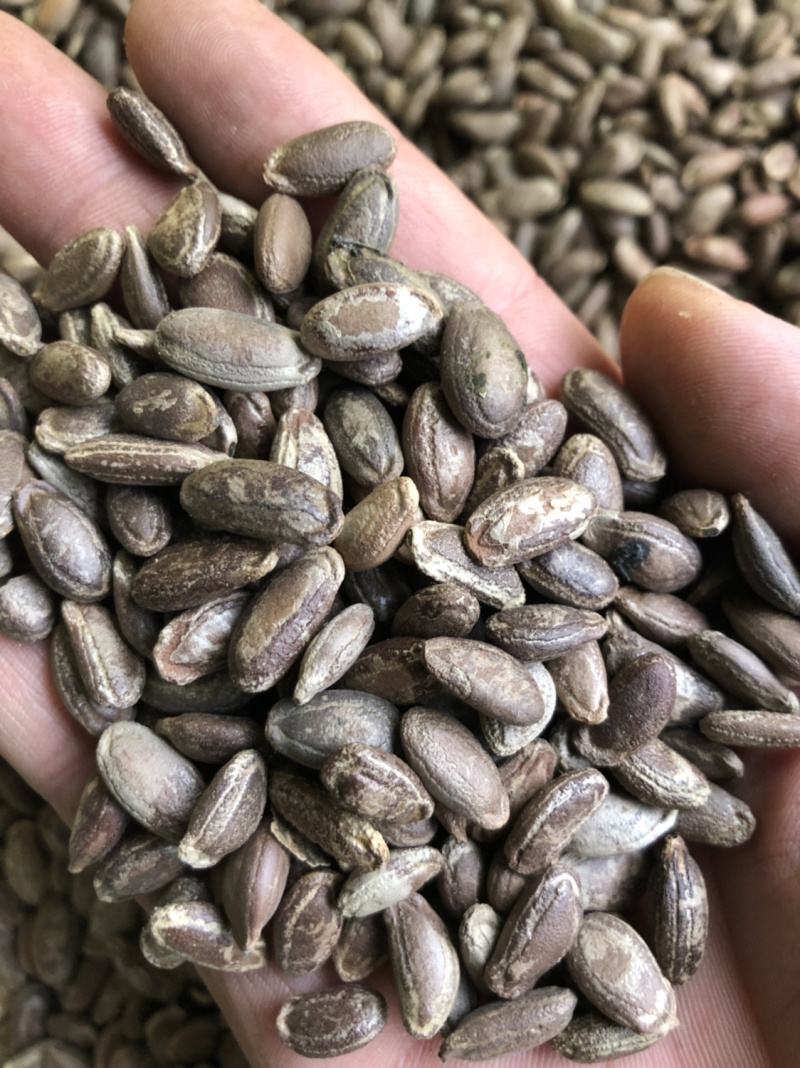 圆瓜篓籽，和扁瓜蒌籽，药食两用基地直发品质保障