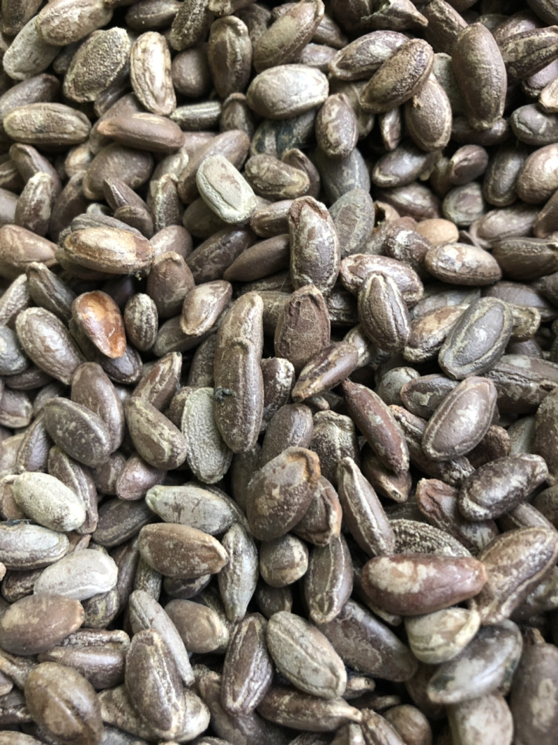 圆瓜篓籽，和扁瓜蒌籽，药食两用基地直发品质保障