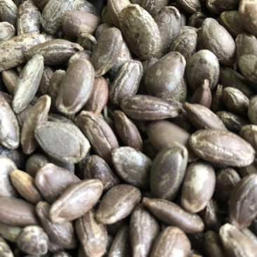 圆瓜篓籽，和扁瓜蒌籽，药食两用基地直发品质保障