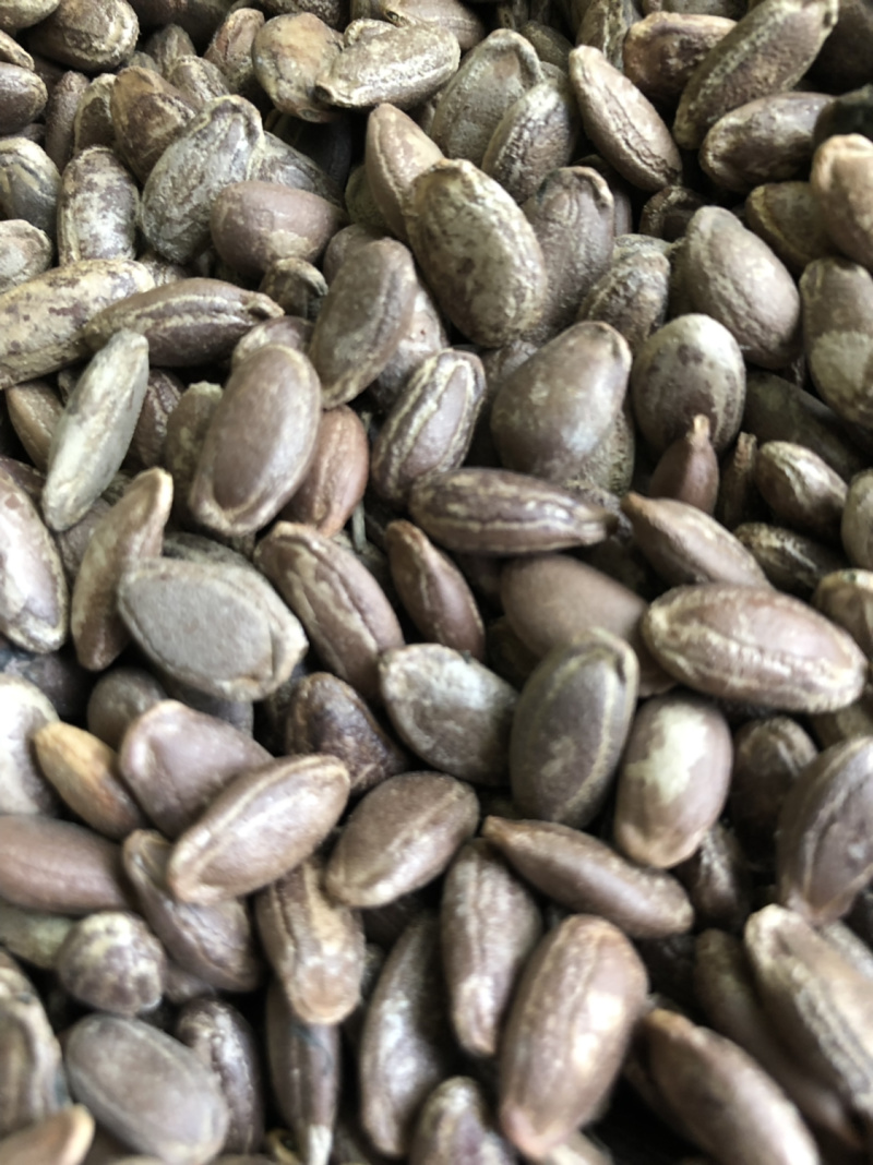 圆瓜篓籽，和扁瓜蒌籽，药食两用基地直发品质保障