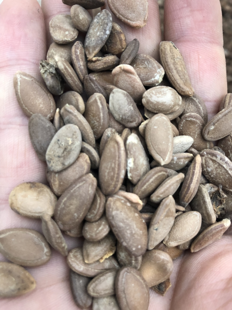 圆瓜篓籽，和扁瓜蒌籽，药食两用基地直发品质保障