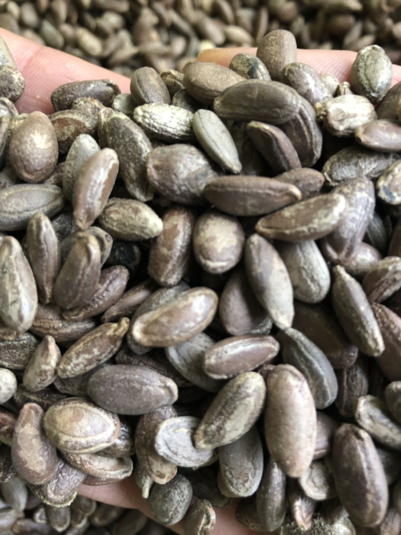 圆瓜篓籽，和扁瓜蒌籽，药食两用基地直发品质保障
