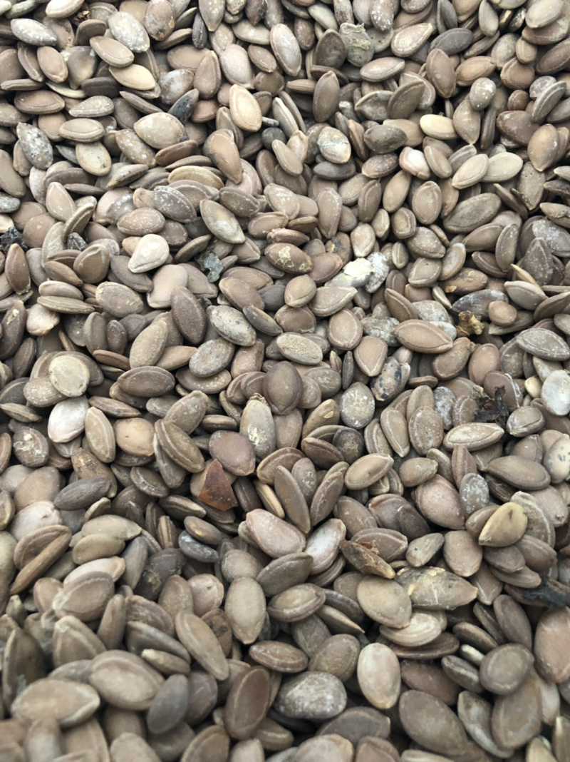 圆瓜篓籽，和扁瓜蒌籽，药食两用基地直发品质保障