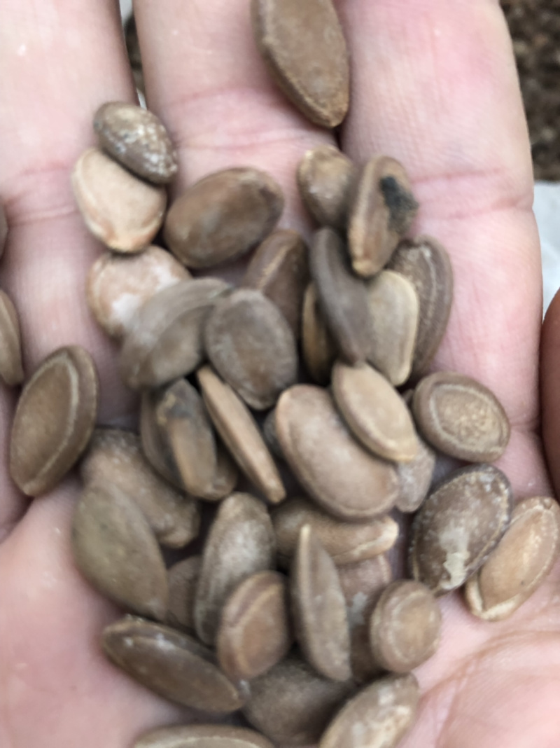 圆瓜篓籽，和扁瓜蒌籽，药食两用基地直发品质保障