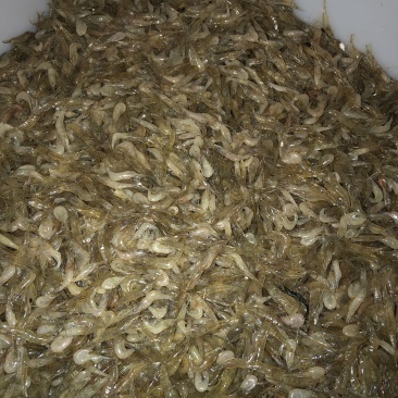 草虾,河虾,自产自养自销水库湖泊