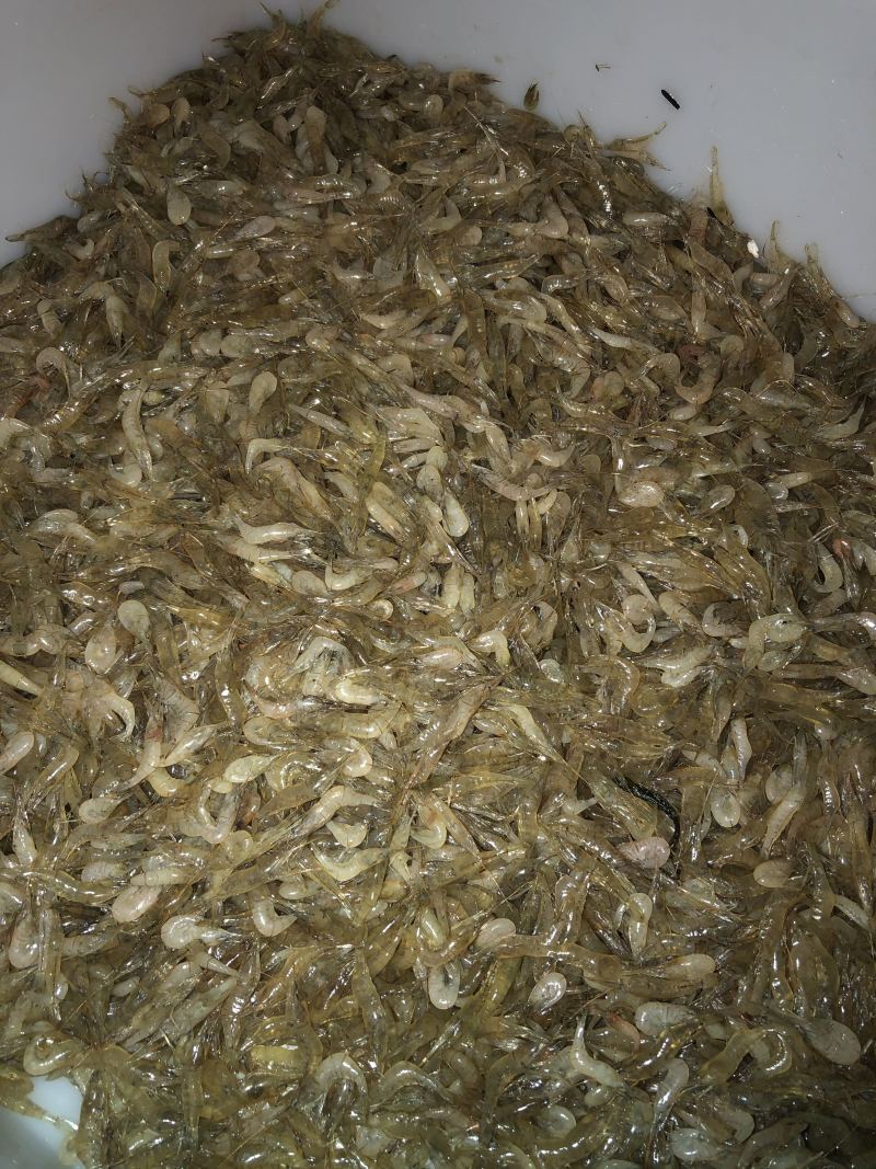 草虾，河虾，自产自养自销水库湖泊