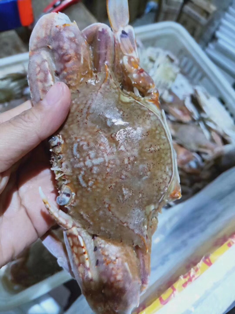 肉蟹扁蟹拥剑梭子蟹3-4只/斤清蒸爆炒都可