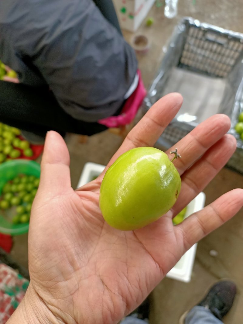元江高蓝品种青枣，十二月大量上市