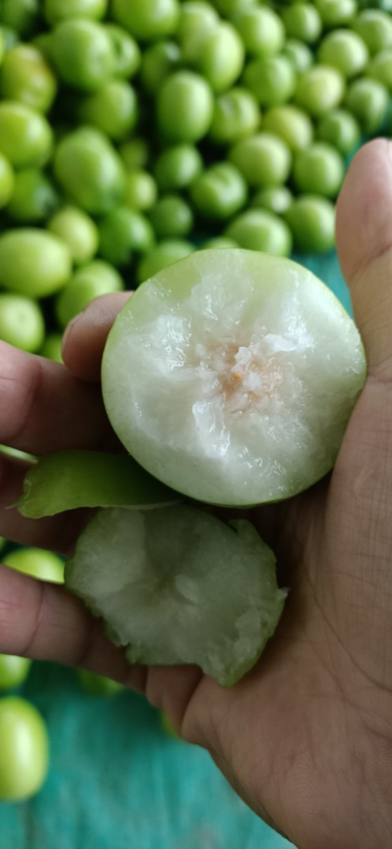 元江高蓝品种青枣，十二月大量上市