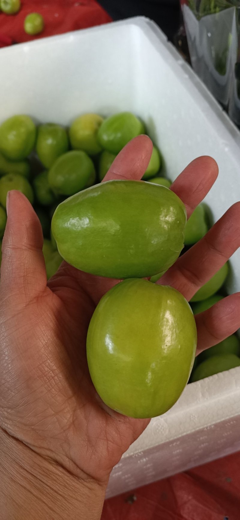元江高蓝品种青枣，十二月大量上市