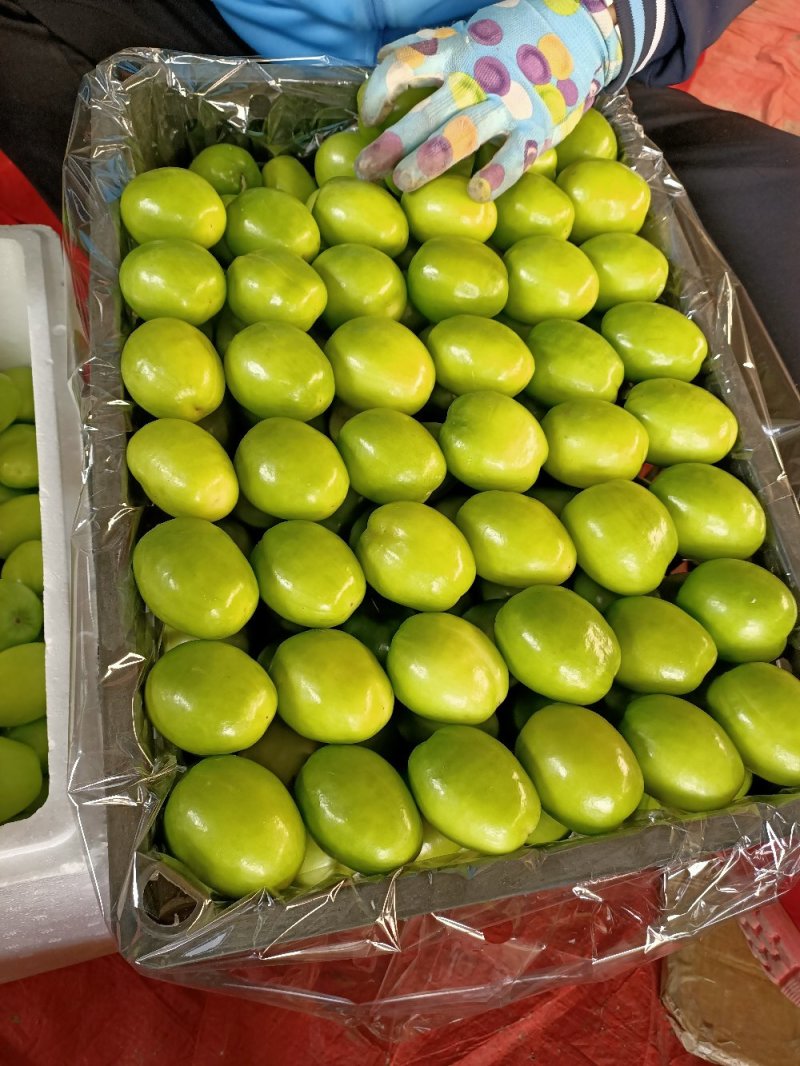 元江高蓝品种青枣，十二月大量上市