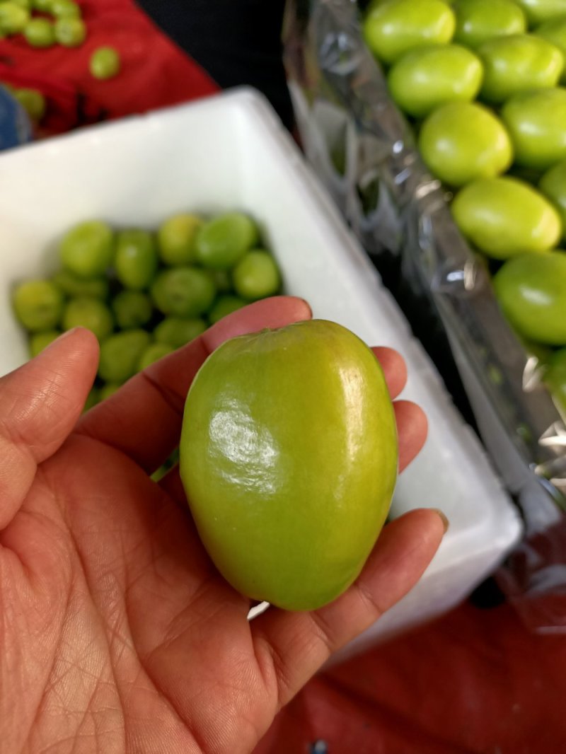 元江高蓝品种青枣，十二月大量上市
