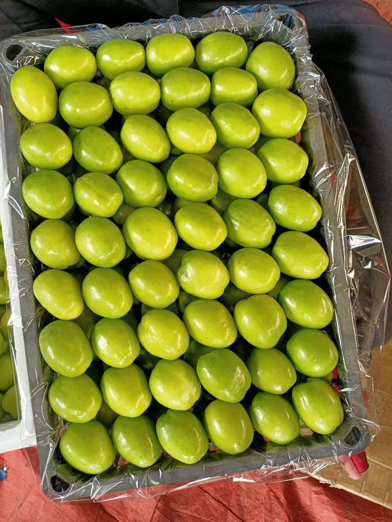 元江高蓝品种青枣，十二月大量上市