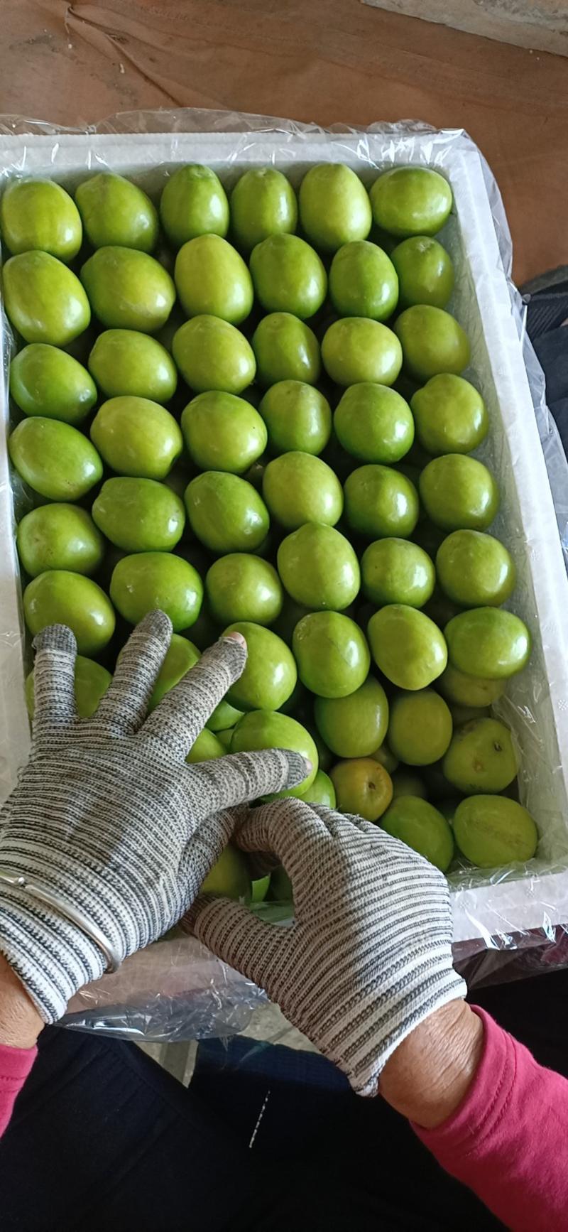 元江高蓝品种青枣，十二月大量上市