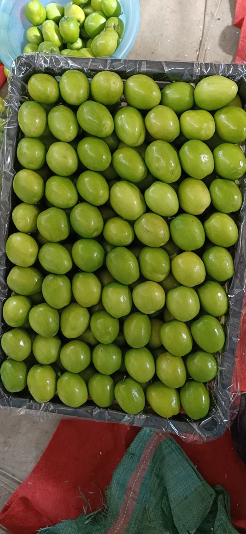 元江高蓝品种青枣，十二月大量上市