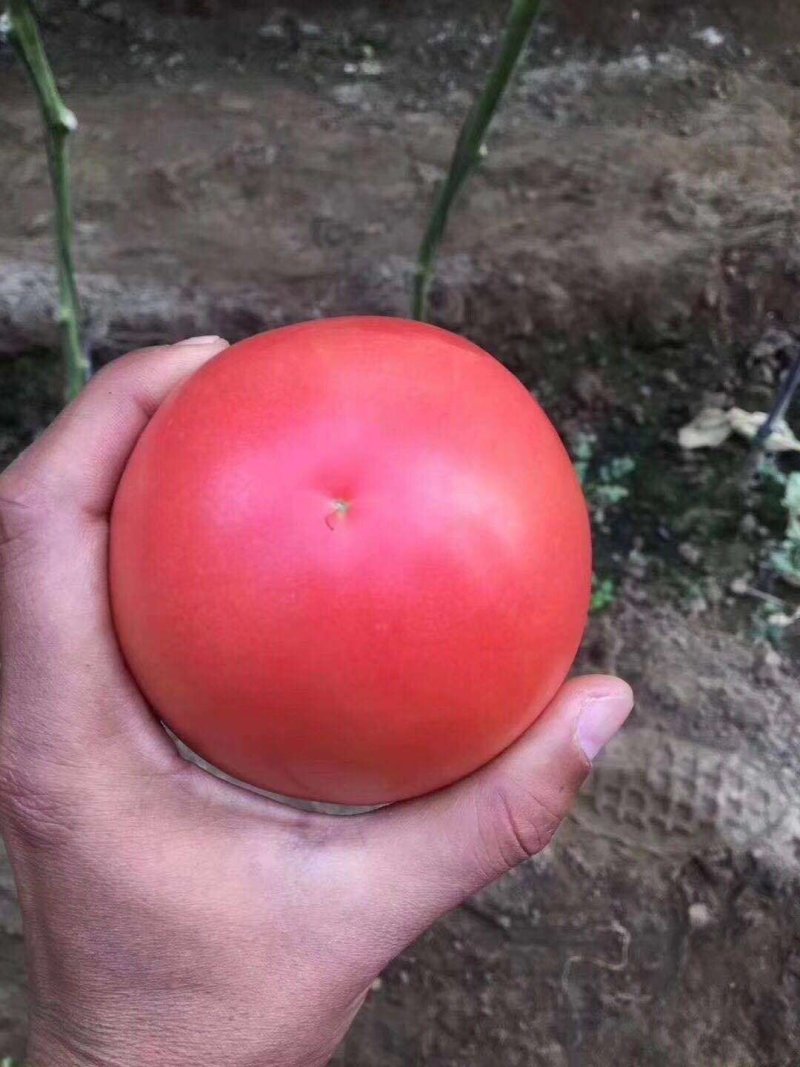 西红柿种子早春越冬番茄品种，抗TY抗死棵欧曼