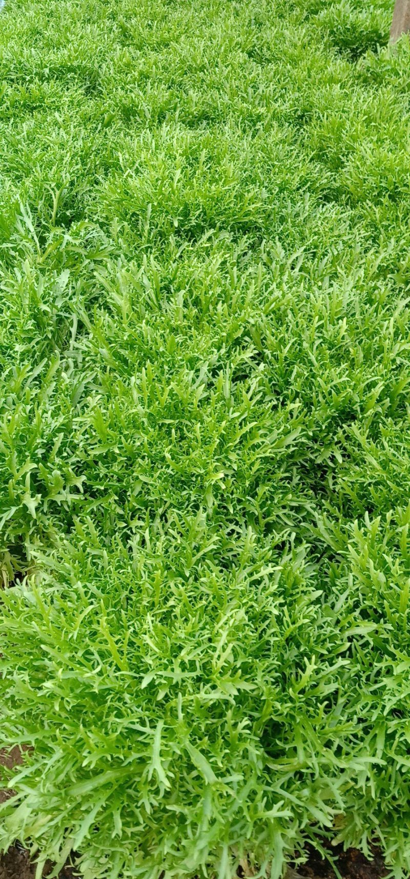 精品苦菊小碎叶15-20cm，基地直发，欢迎新老客