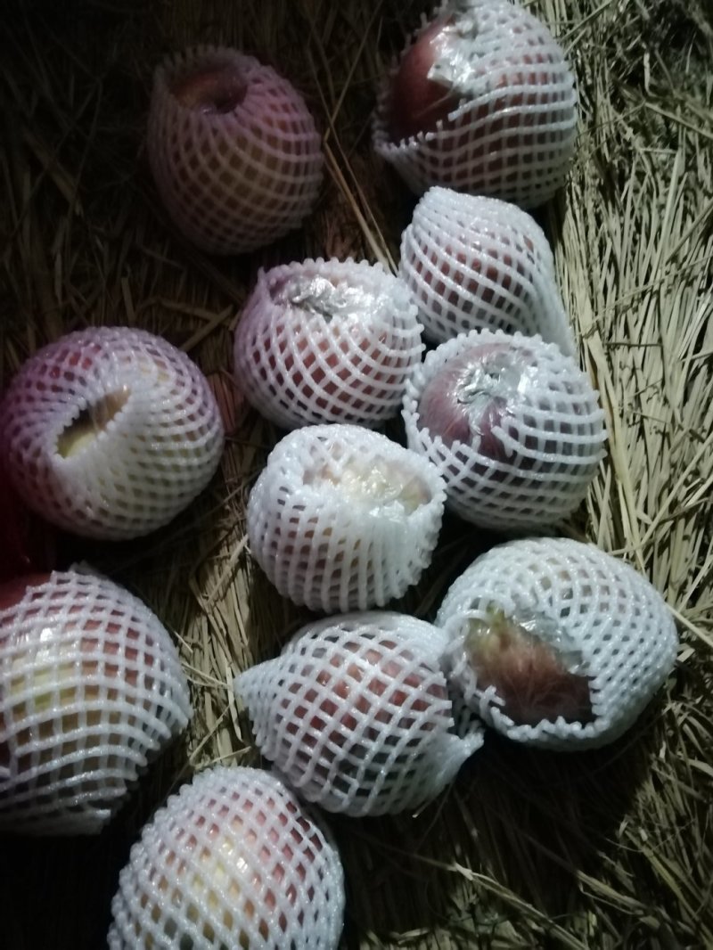 冰糖心冷库果