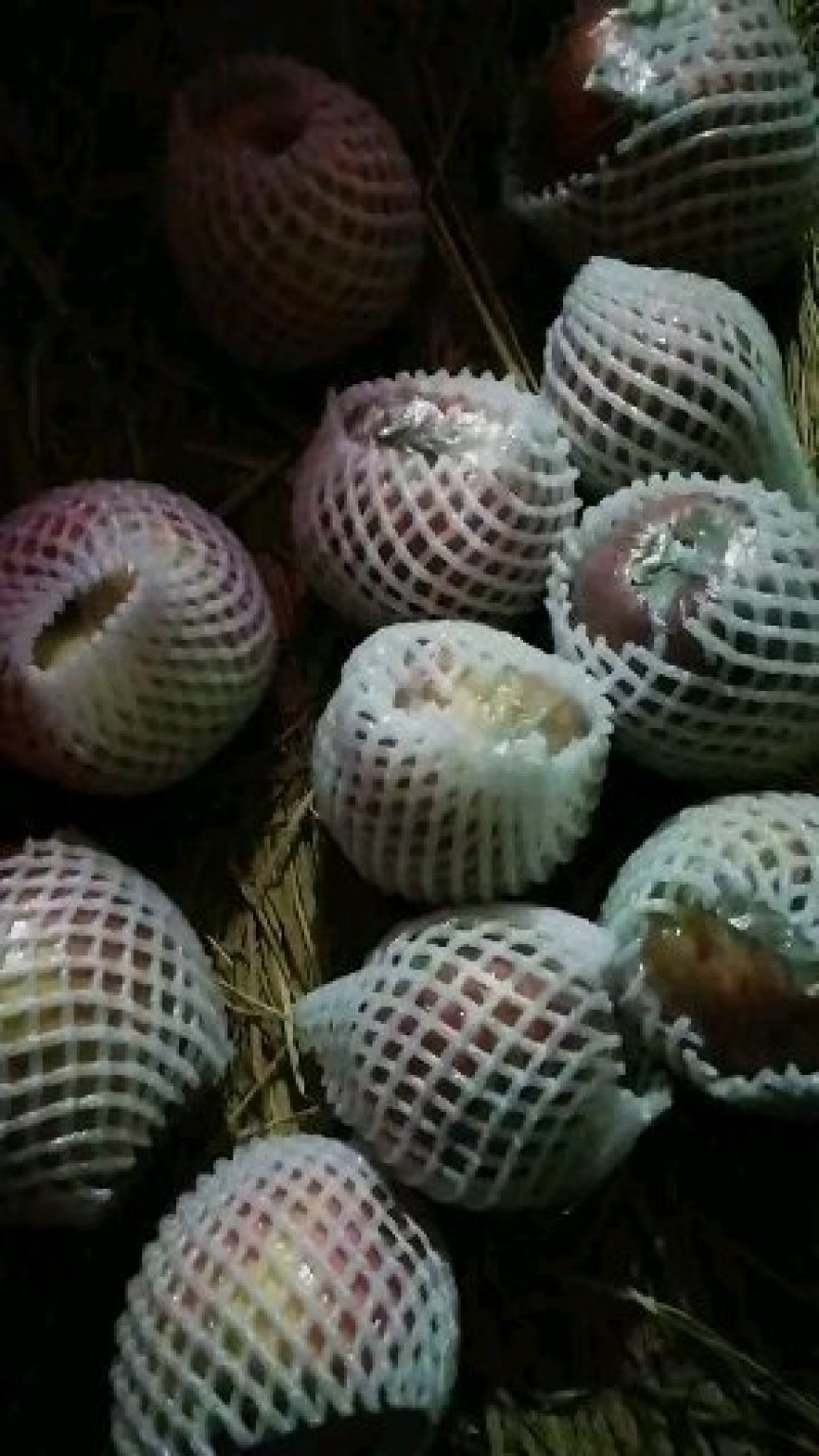 冰糖心冷库果