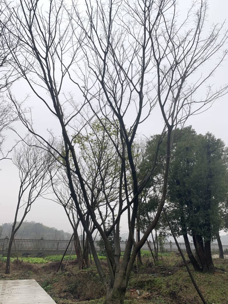 供应丛生朴树，50-60-65-70-80-100公分