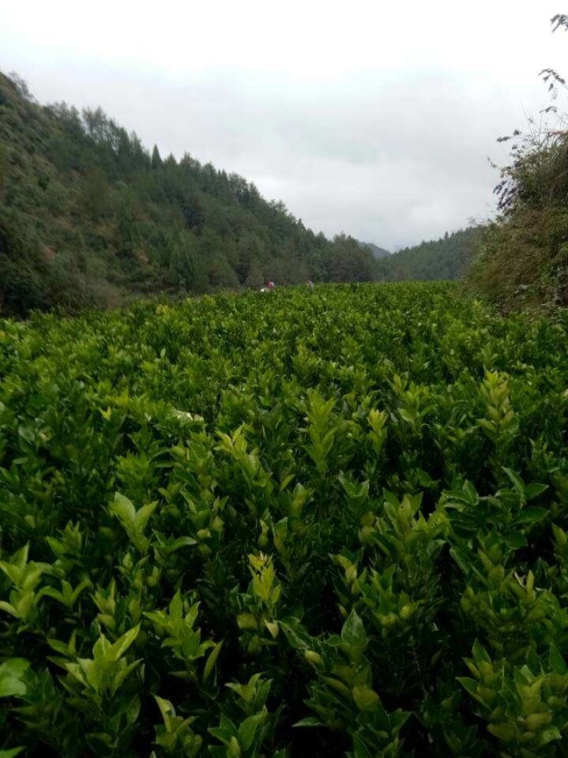 脐橙苗纽荷尔苗大叶纽荷尔可开三证
