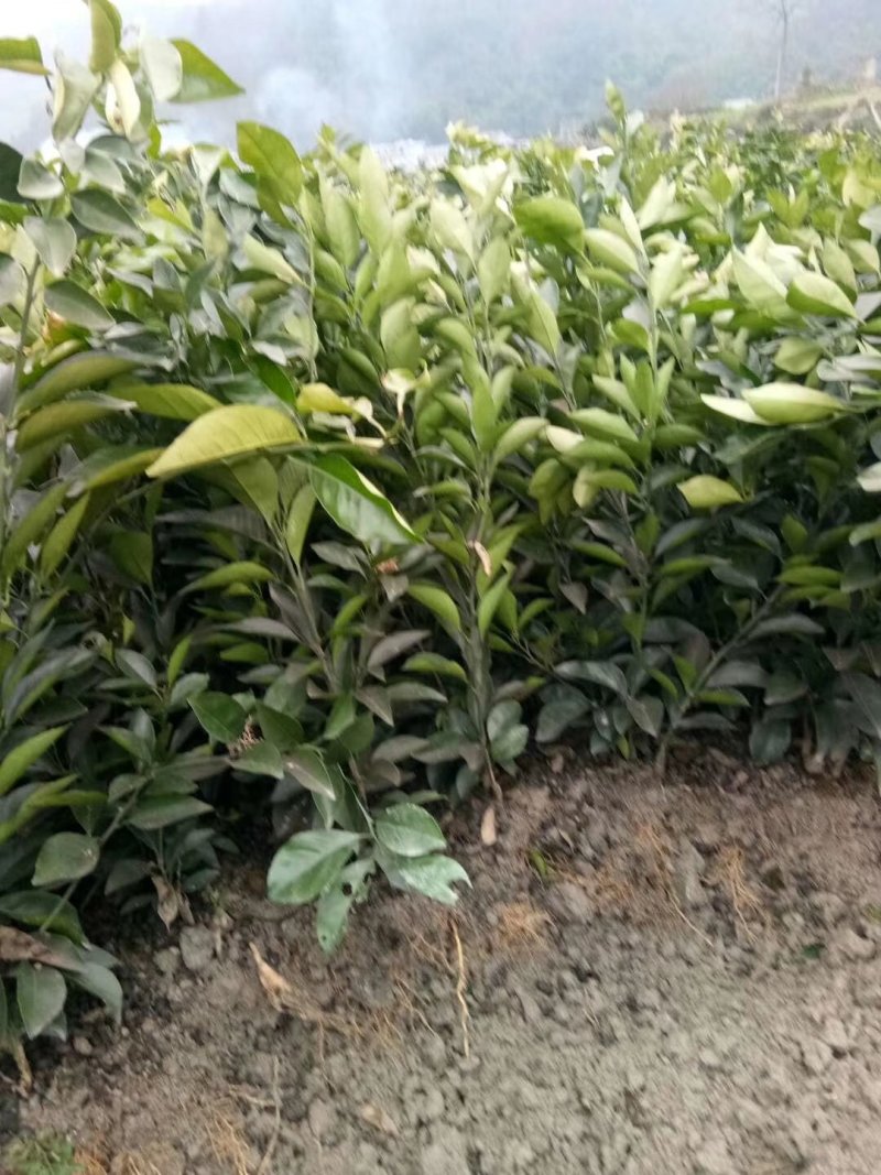 脐橙苗纽荷尔苗大叶纽荷尔可开三证