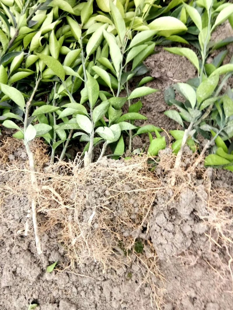 脐橙苗纽荷尔苗大叶纽荷尔可开三证