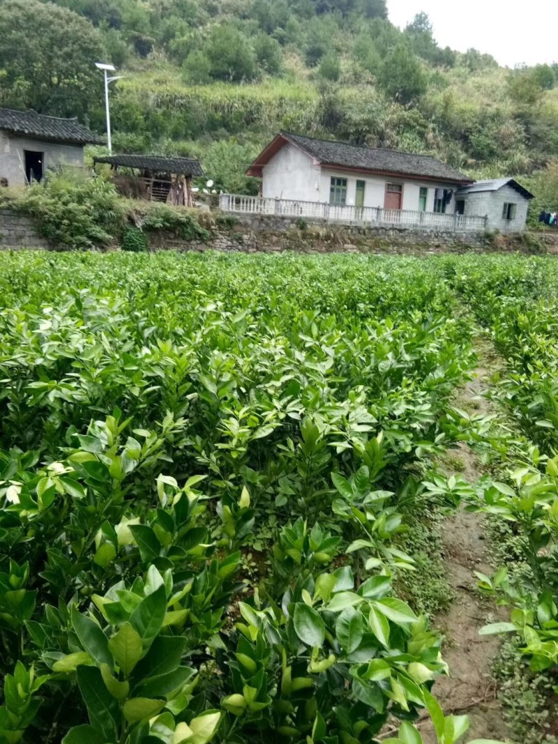 脐橙苗纽荷尔苗大叶纽荷尔可开三证